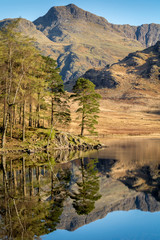 Forest pine tree's reflecting in clear still water at Blea Tarn in the English Lake District with blue sky.
