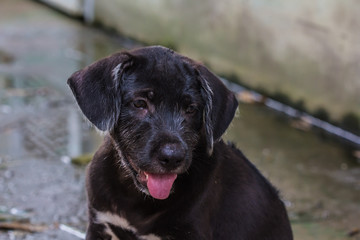 potrait dog