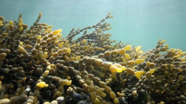 Neptune's Necklace (Hormosira banksii) seaweed moving back and forth in current underwater