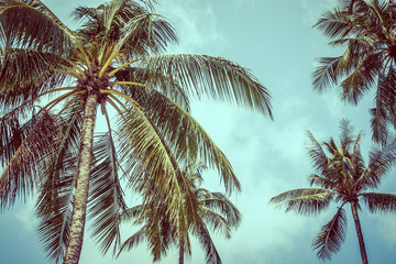 Fototapeta na wymiar Vintage coconut palm tree