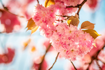 Naklejka premium Cherry tree flowers in bloom