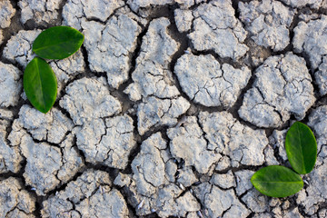 drought and leaves.