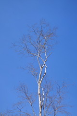 bare tree branches against the blue sky