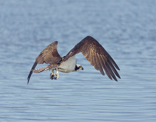 Osprey Eagle Fishing