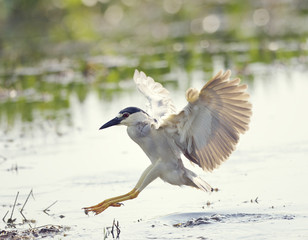 Black-crowned Night Heron