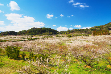 Obraz premium The plum blossom garden