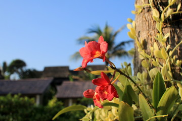 roślinność tropikalna © shutterfil77