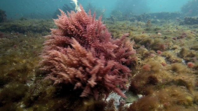 Purple Seaweed In Current Underwater