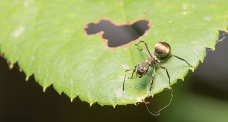 Macro ant on a leaf