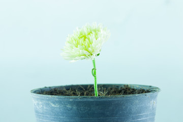 White flower in the pot black.