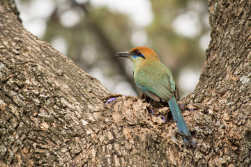 El pájaro en el tronco del árbol a punto de volar.