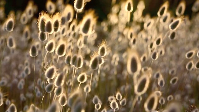 Cotton grass (Eriophorum) flowering coastal plants nature background