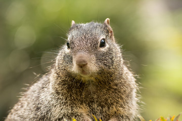 La ardilla posa y luego quita la vista al frente.