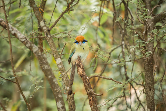 El p&aacute;jaro est&aacute; parado en un tronco chico en medio de la naturaleza.