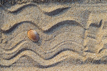 sea shell with sand as background