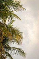 Fototapeta na wymiar Vertical frame with palm leaves on a background of cloudy sky with copy space