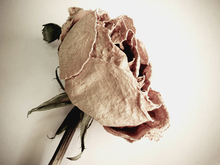 Dried rose (vintage effect)