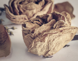 Dried rose (vintage effect)