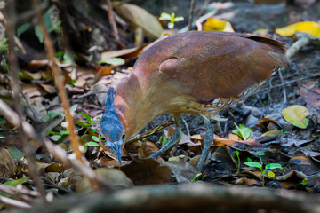  Rare Malayan Night Heron (Gorsachius melanolophus)  