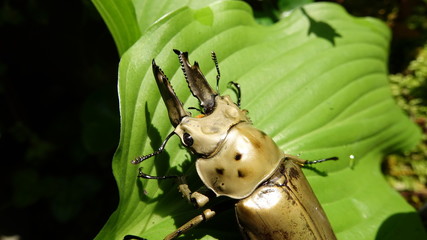 Golden Stag Beetle Allotopus rosenbergi