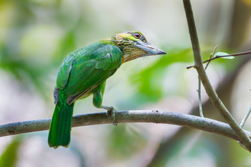 Green-eared Barbet (Megalaima faiostricta) 