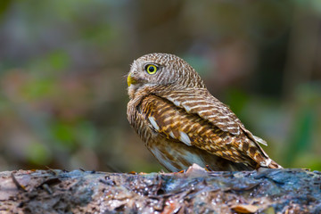 Asian Barred Owlet (Taenioglaux cuculoides)