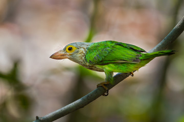 Close up of Lineated Barbet  (Megalaima lineata ) on the branch