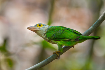 Close up of Lineated Barbet  (Megalaima lineata ) on the branch