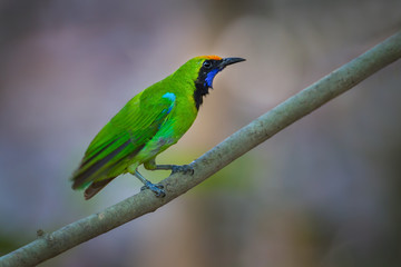 Obraz premium Golden-fronted leafbird (Chloropsis aurifrons)