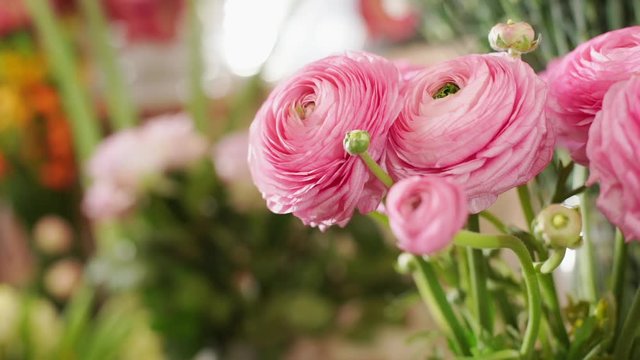 Beautiful pink flower with florist's hands on background. Close up. Slow motion