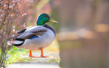eine am Uferrand stehende Ente