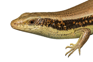 Skink (Scincidae) isolate on white - copy space & clipping path inside