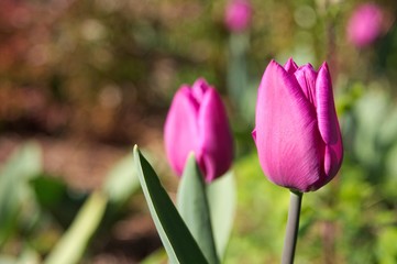 A tulip flowers in the spring garden with blank space for text