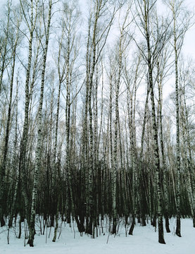 Fototapeta Vertical thicket of birch trees landscape background