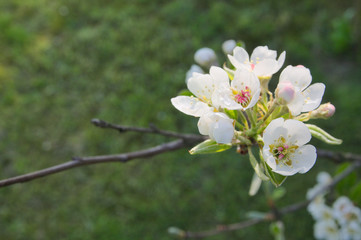 Apple tree flowers with a blank space for text