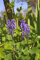 A muscari flowers in a spring garden