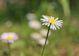 Daisy flower with a blank space for text