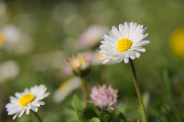 Obraz premium Daisy flower with a blank space for text