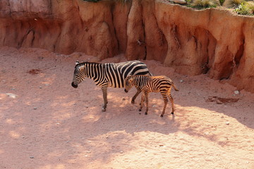 Fototapeta na wymiar Zebra mamma e zebra figlio