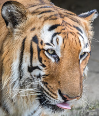 ead of Royal Bengal Tiger