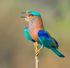Resting Indian Roller In Jim Corbett national park, India