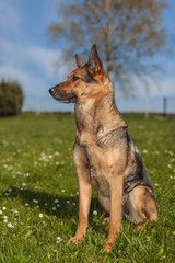 Deutscher Schäferhund 