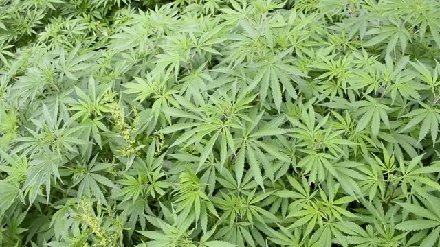 Lush green marijuana plants 