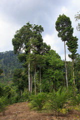 Fototapeta premium Deforestation: Environmental problem as rain forest is destroyed for oil palm plantation