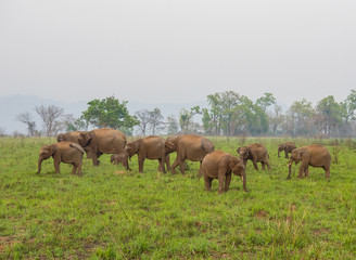 Fototapeta premium herd of asian Elephant Grazing in lush Green Grassland in Jiim Corbett national Park
