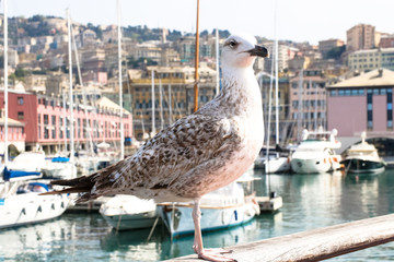Möwe in Genua (Italien)
