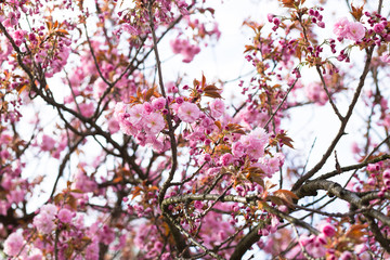 Pink beauty