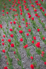 Fototapeta premium Tulips in garden
