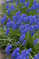 Grape hyacinth detail