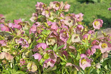 Lenzrosen, Orientalische Nieswurz, Helleborus orientalis